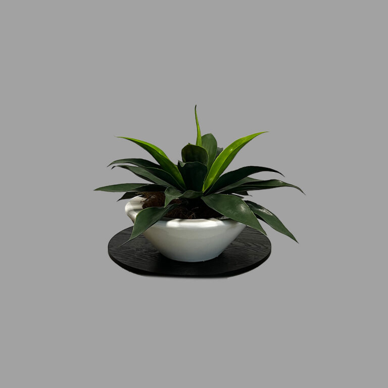 Agave Plant