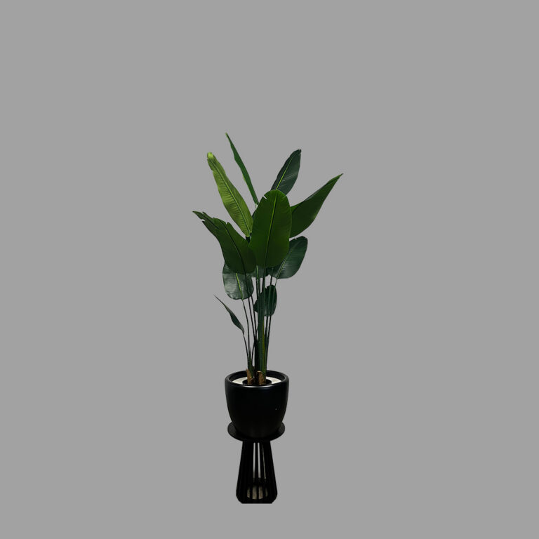 Bird Of Paradise Plant