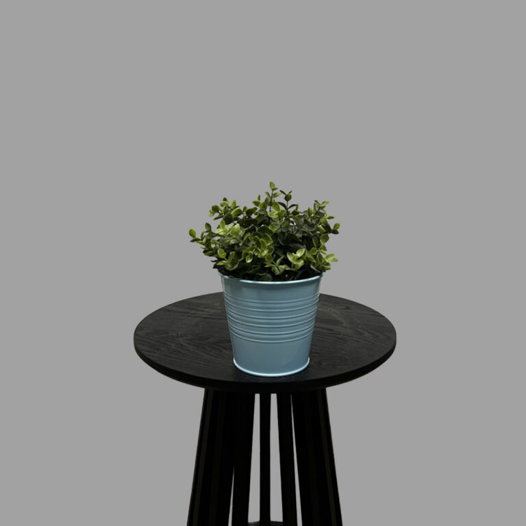 Box wood Plant