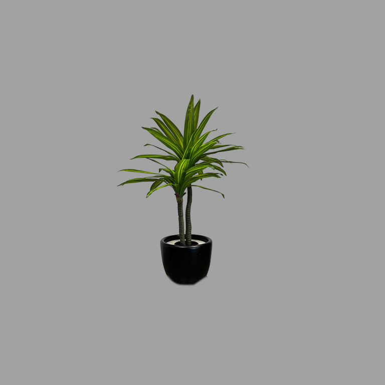 Dracaena Plant