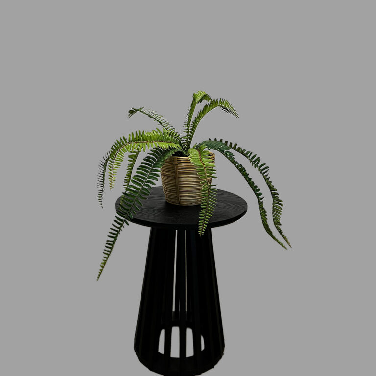 Potted Fern
