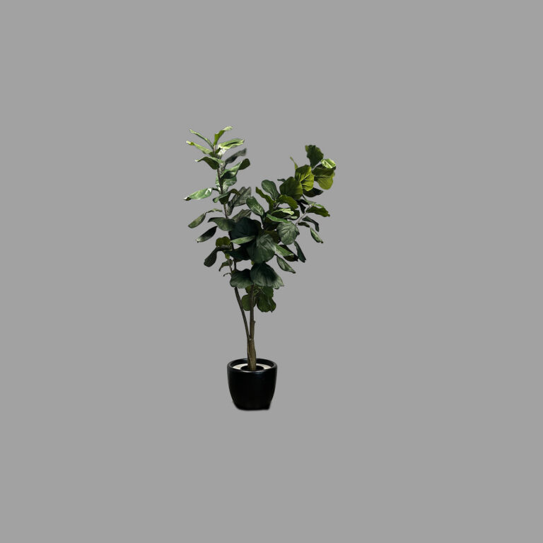 Fiddle Leaf Plant