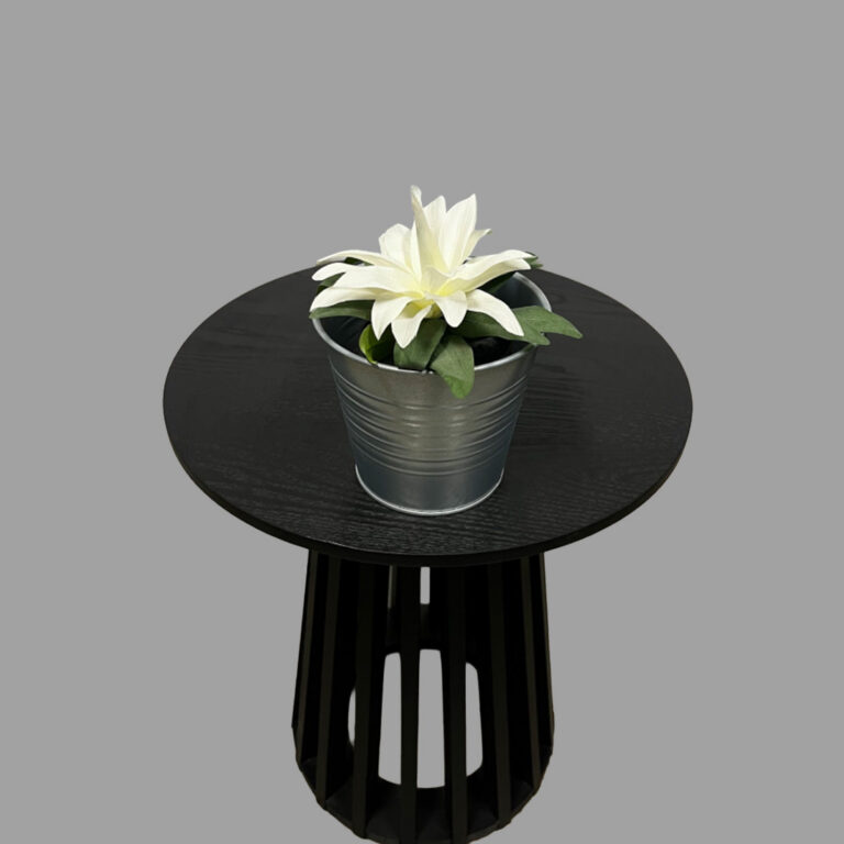 Guzmania White Plant