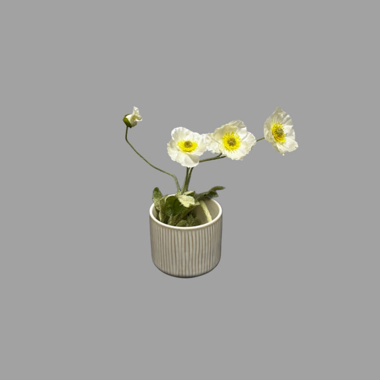 Iceland Poppies White