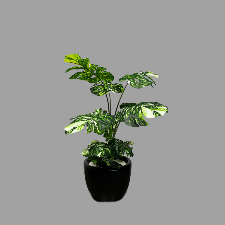 Monstera Plant