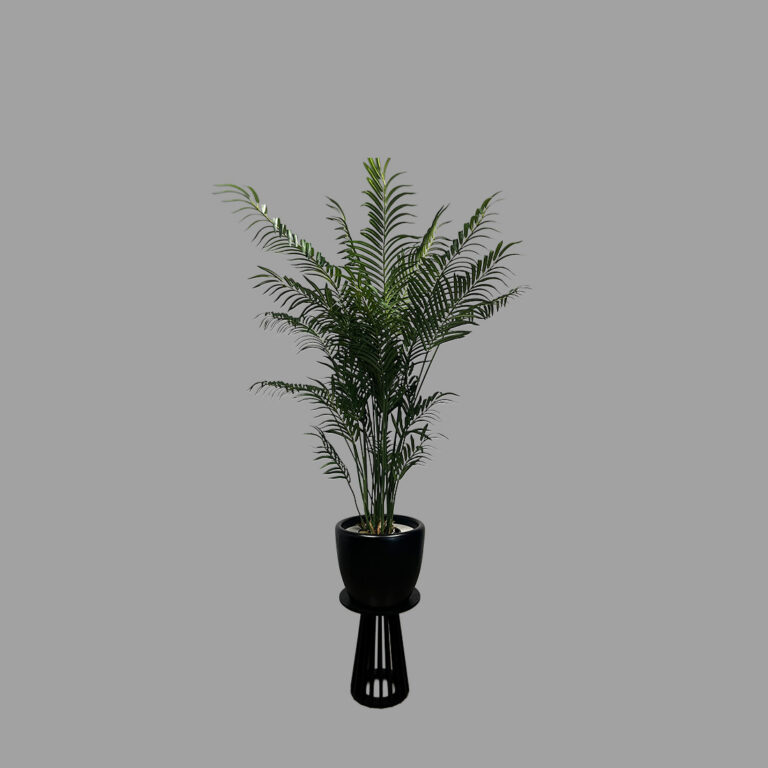 Large Palm Tree