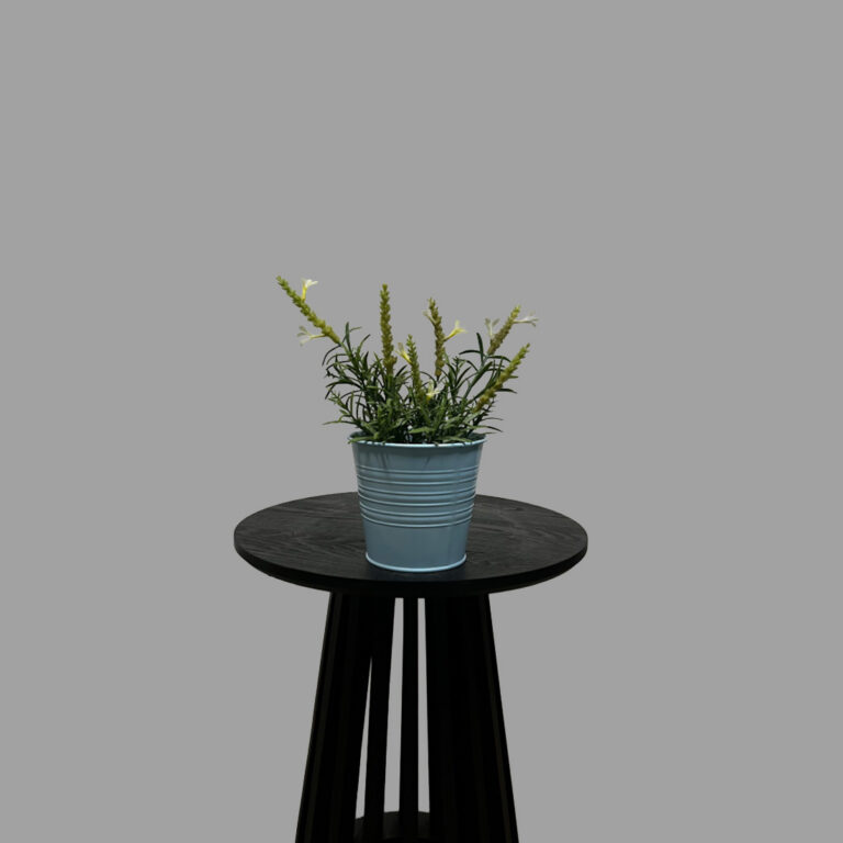 Rosemary Plant