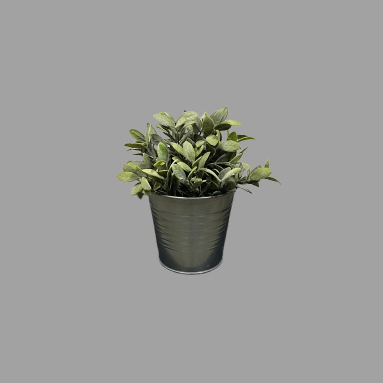 Sage Plant